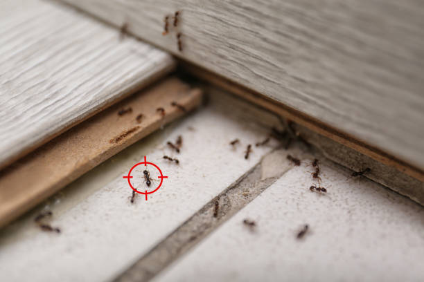 Insect Control in San Clemente, CA