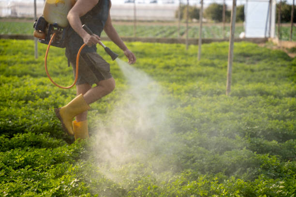Best Flea Control Services  in San Clemente, CA