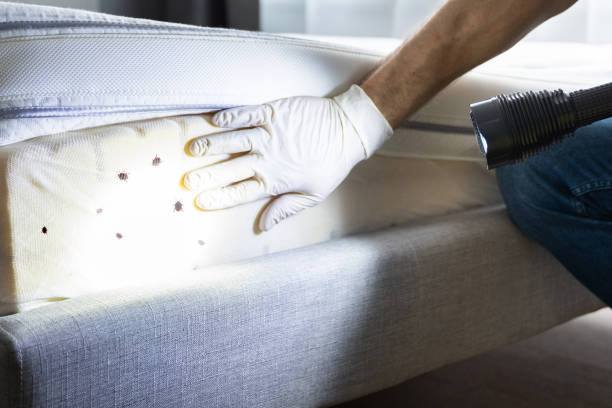 Best Affordable Pest Control Services  in San Clemente, CA