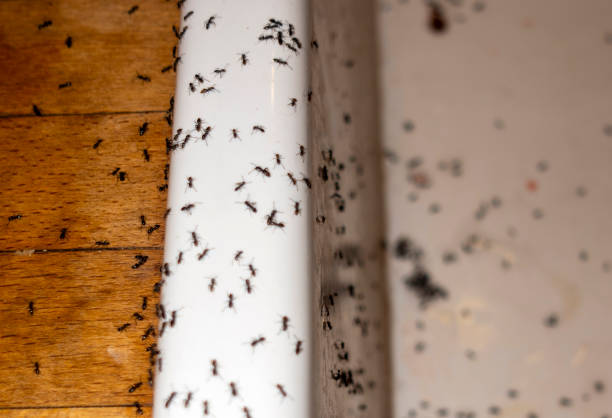 Best Affordable Pest Control Services  in San Clemente, CA