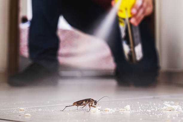 Flea Control Services in San Clemente, CA
