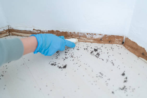 Best Flea Control Services  in San Clemente, CA